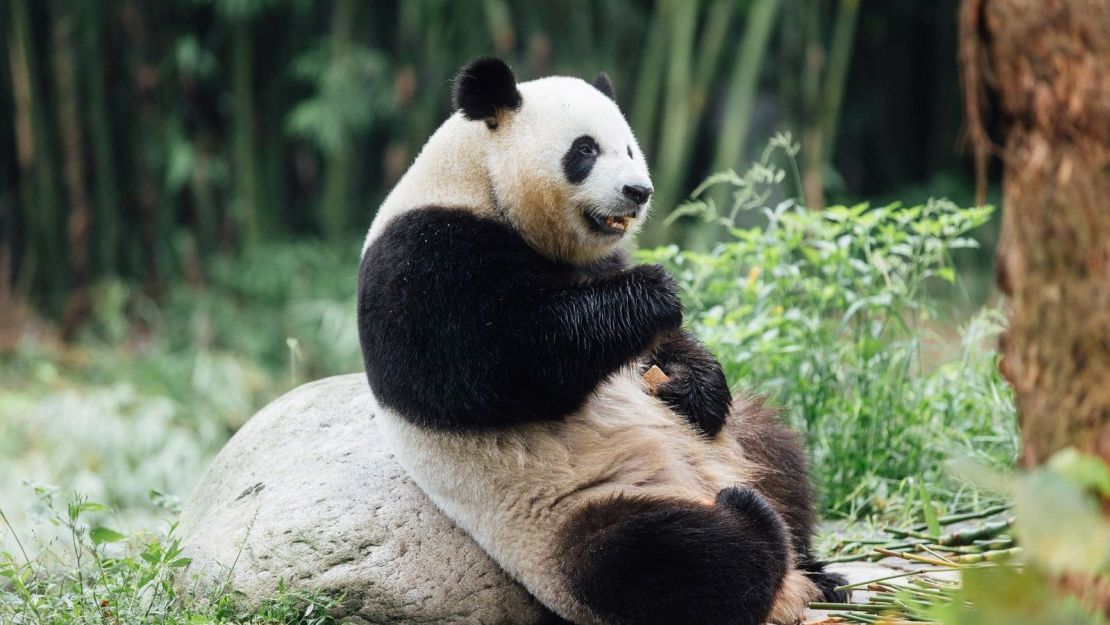 Kay Kay is a panda in Chengdu, Sichuan Province, China. Kay Kay is one of two giant pandas coming to Hong Kong.