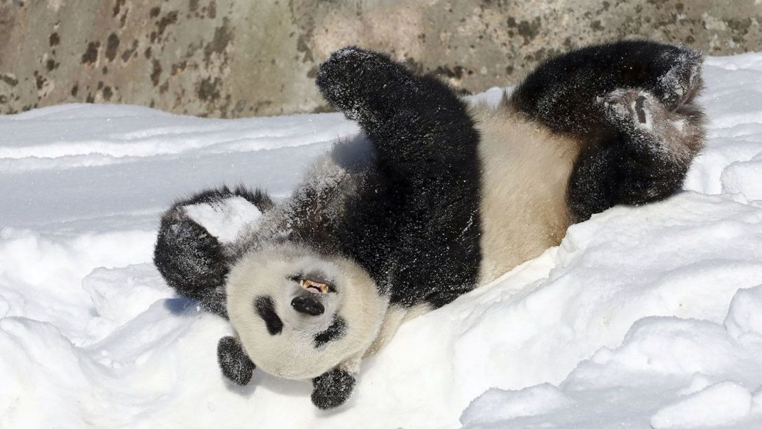 The pandas will soon enter a month-long quarantine before being returned to China.